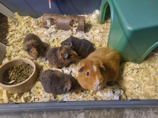 Image 4 of 6 week old purebred teddy guinea pigs