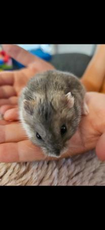 Image 3 of Lovely Grey Male hamster