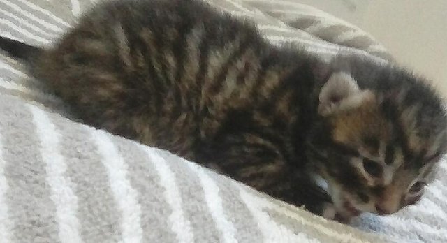 ORIENTA- BENGAL X ASIAN MAU KITTENS -SEPIA,CHARCOAL & SMOKE — photo 4 of 4