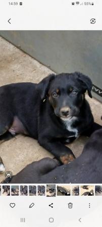 Image 20 of Border collie cross rottweiler puppies