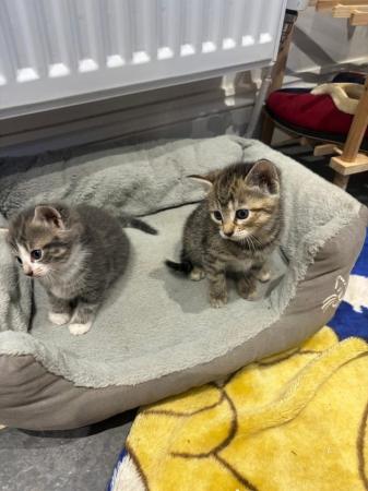Image 4 of Adorable Kittens for sale