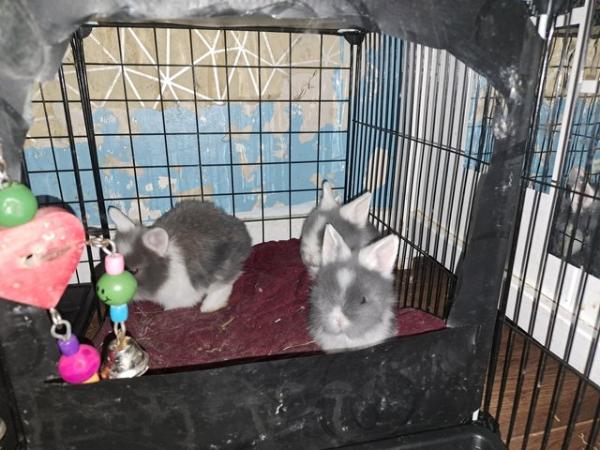 Image 2 of Rabbits for sale mum dad and babies