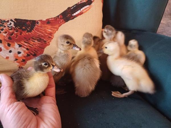 Image 12 of Gorgeous Indian Runner Ducklings