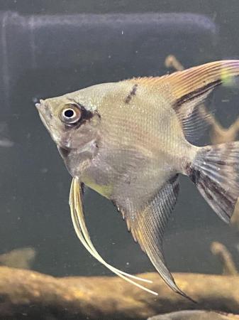 Image 5 of Tropical fish Angel fish