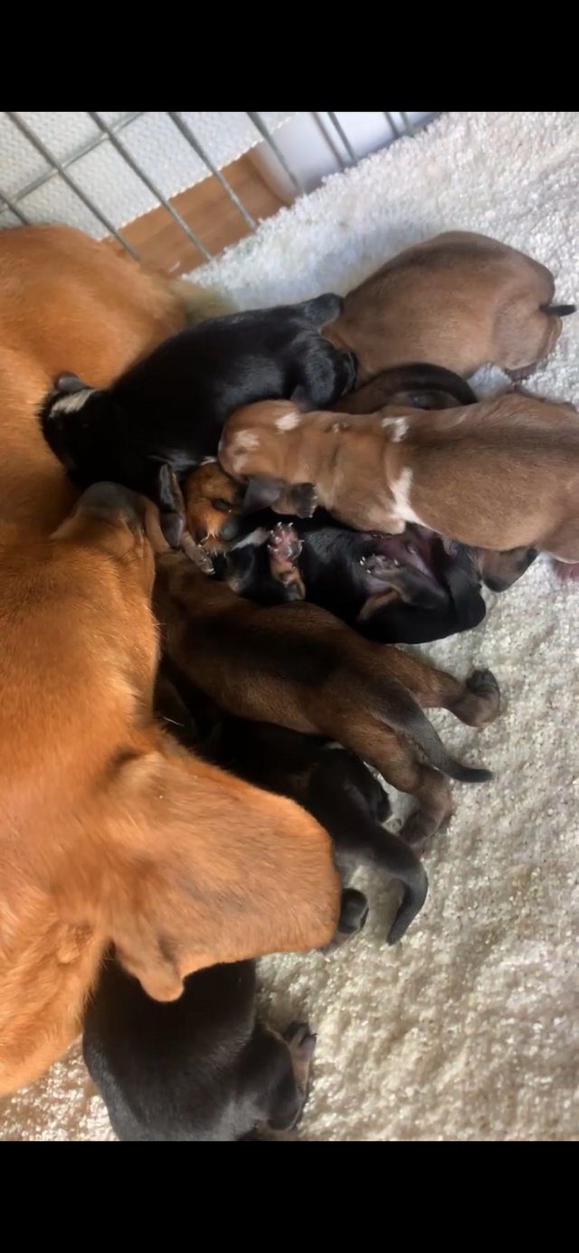 Preview of the first image of Minutiae dapple dachshund puppies.