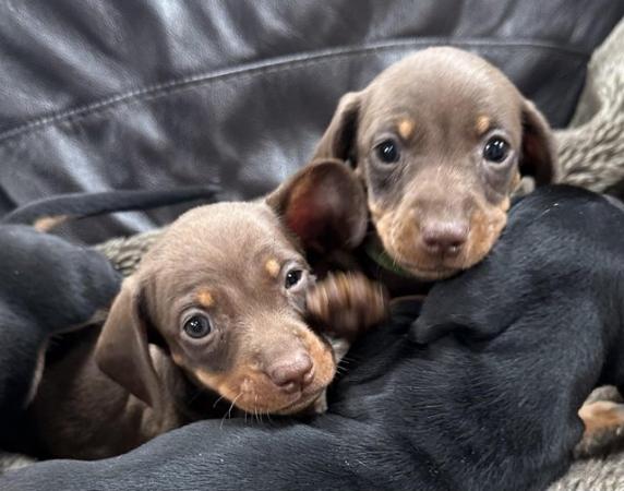 Image 5 of Kc registered mini dachshund puppies (Ready to go)