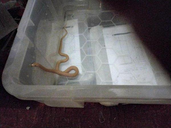 Image 4 of Baby house snakes for sale. Hatched 15.06.2023