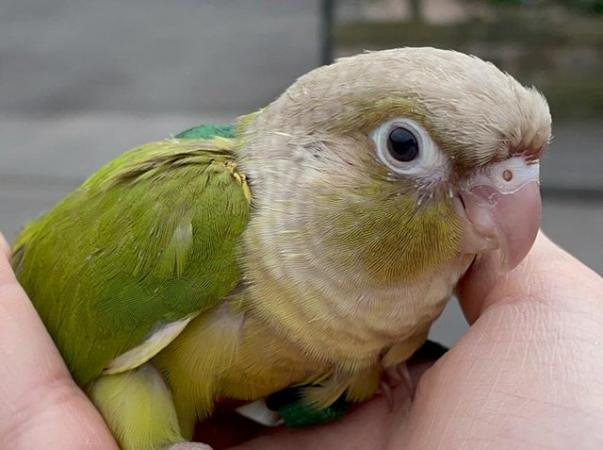 Image 11 of Baby conures - incredibly tame, very healthy, beautiful bird