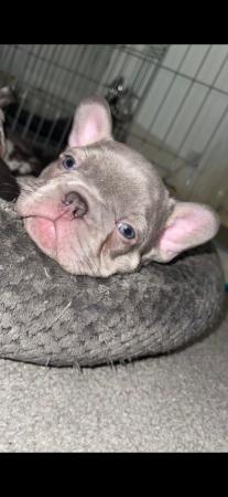 Image 15 of REDUCED ready to leave now Quality French Bulldog Puppies
