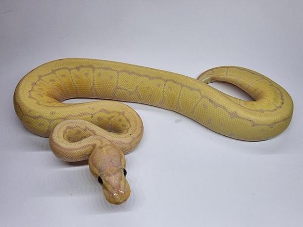 Image 12 of Royal / Ball Pythons - Multiple available
