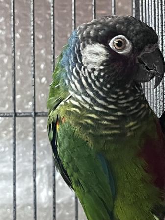 Image 4 of White ear conure male dna’d