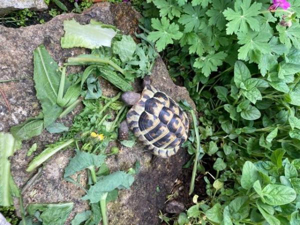 Image 1 of 4 year old male Hermanns tortoise