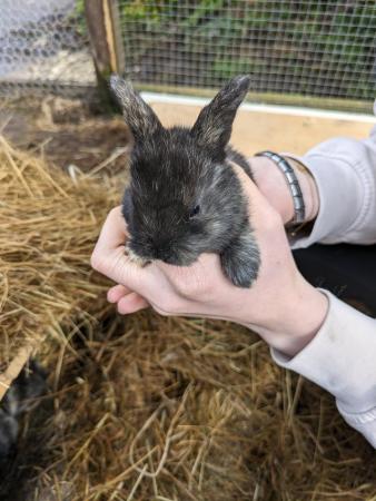Image 6 of Mini lop baby bunnies for sale