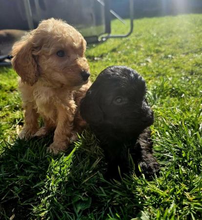 Image 14 of Exceptional quality litter of cockapoo puppies