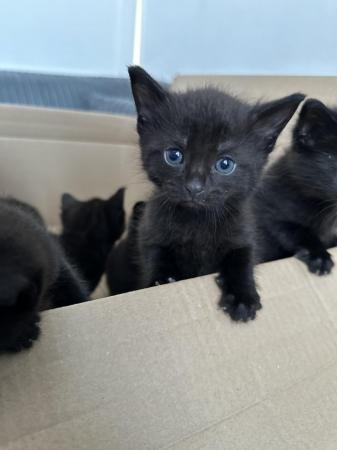 Image 3 of 5 stunning MALE Kittens