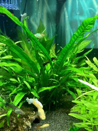 Image 5 of Live guppy juveniles for sale gold, blue and Russian white