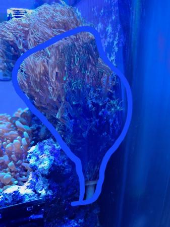 Image 2 of Marine tank coral frags