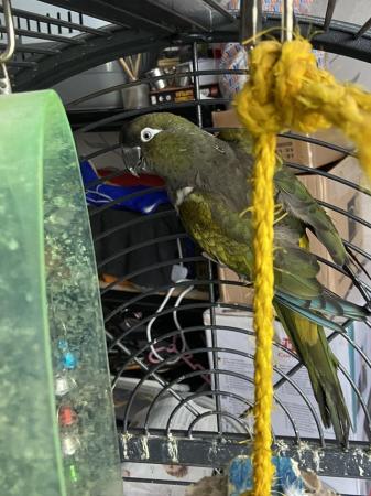 Image 2 of Male Patagonian conures available