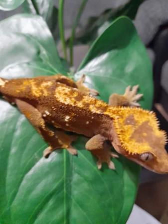 Image 5 of Crested gecko Red & Orange male Fire Morph