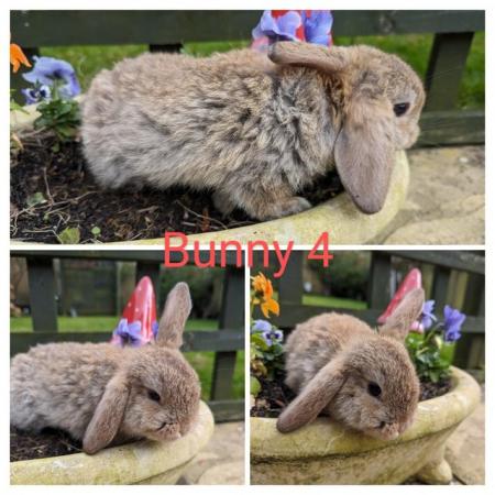 Image 2 of 5 gorgeous mini-lop bunnies looking forever homes NOW