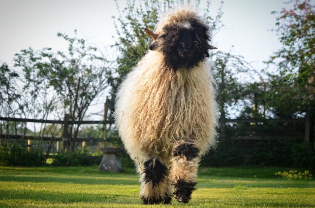 Image 1 of Valais Blacknose wether for sale