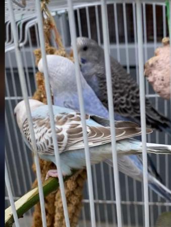 Image 5 of Semi Tame baby budgies ready to go for ever home