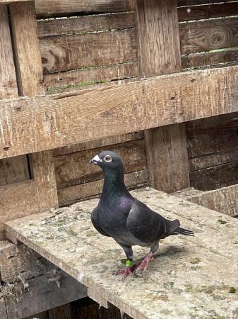 Image 3 of Quality Racing Pigeon For Sale