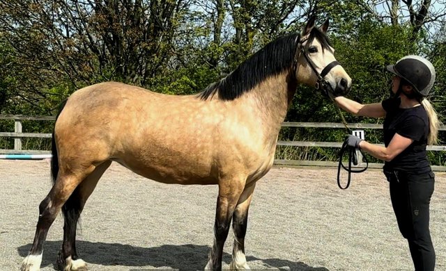 Image 3 of County Standard Buckskin Mare, 4 Whites Drastically reduced*