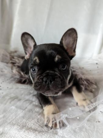 Image 11 of Confident French Bulldog Puppies Ready To Leave 5th June