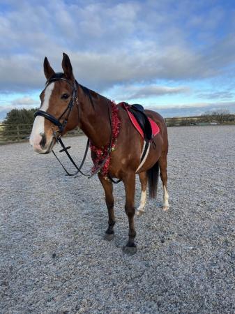 Image 2 of 16.1 tb gelding for sale