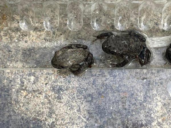 Image 5 of Berber toads baby’s for sale (rare toads)