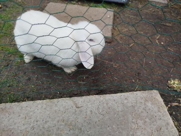 Image 1 of 2x white Bunnies with blue eyes, 1x Flemish Giant with 7kits