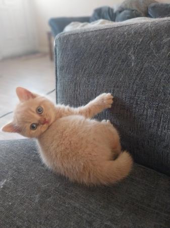 Image 3 of Pedigree Cream British Shorthair Kittens