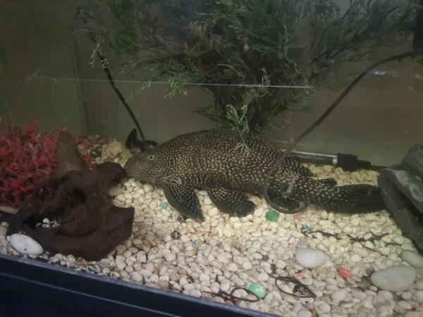 Image 2 of Fish (plecostomus) and Fish Tanks
