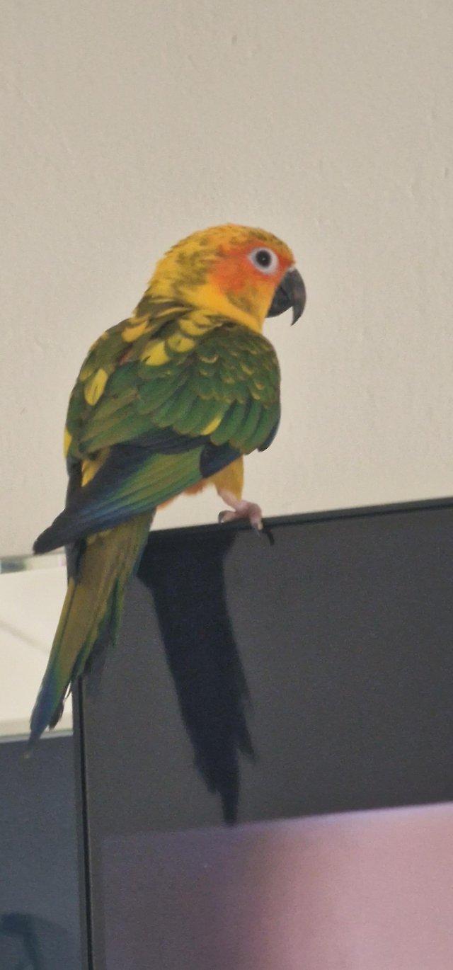 Preview of the first image of 9month healthy sun conure for sale £470 no offers.