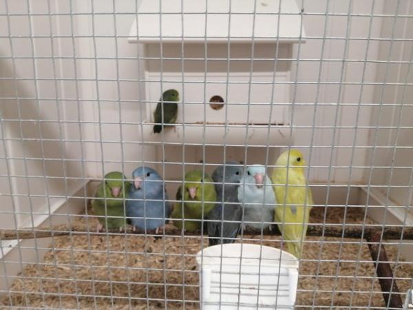 Image 2 of Baby Parrotlets Ready to leave
