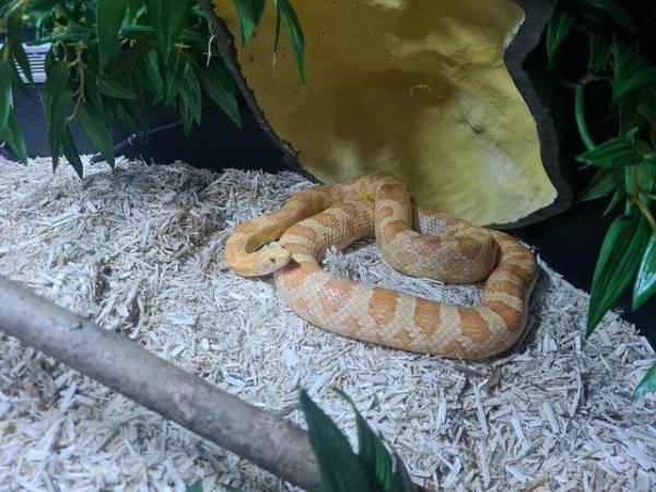 Image 2 of Amel corn snake, 2 1/2 years old. Female