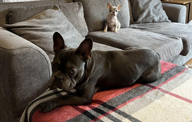 Image 1 of Blue- male frenchie for sale