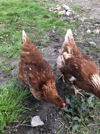 Image 2 of Point of lay pullets for sale