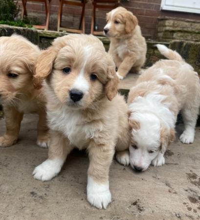 Image 29 of REDUCED Miniature Australian Labracollie Doodle Puppies