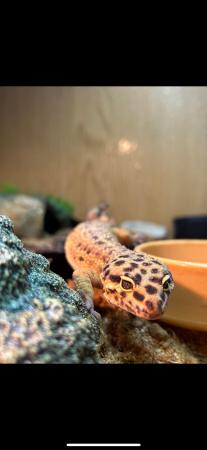 Image 2 of female leopard gecko with whole set up