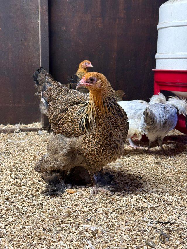 Preview of the first image of Gold\blue partridge Brahma bantam hatching eggs.