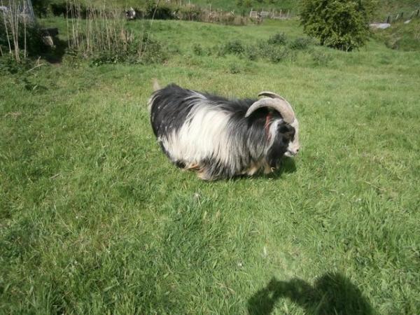 Image 2 of Pygmy Goat Male For Sale