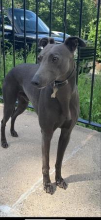 Image 7 of KC Registered Pedigree Blue Whippet Puppies