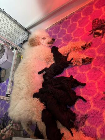 Image 2 of Working standard poodle pups