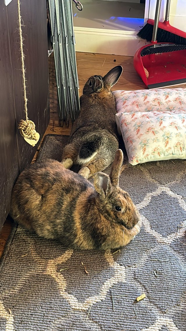 Preview of the first image of Rabbits bonded pair male and female.