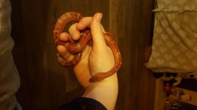 Image 4 of Male Cornsnake approx. 7 years old