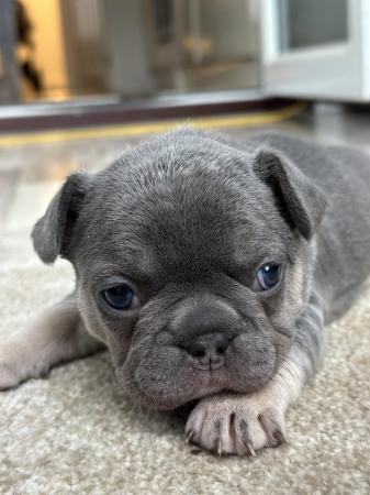 Image 1 of KC registered French Bulldogs