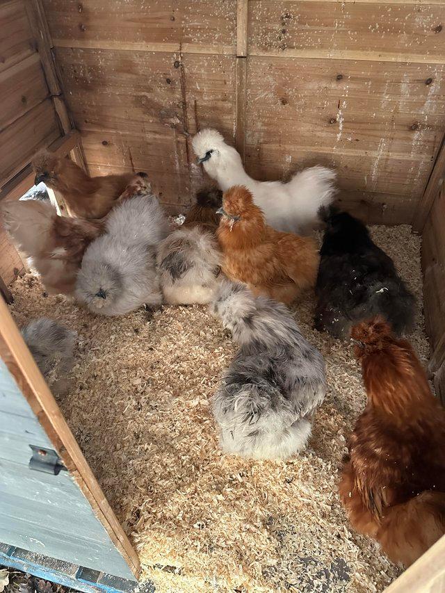 Preview of the first image of Silkie Chicken Fertile Hatching Eggs.