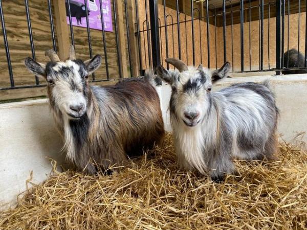 Image 3 of 4 Pygmy Goats for sale- 3 nannies and 1 wether